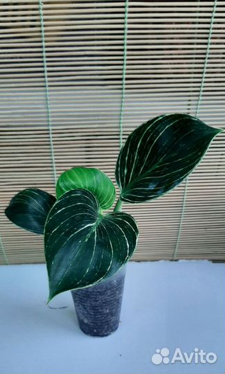 Филодендроны