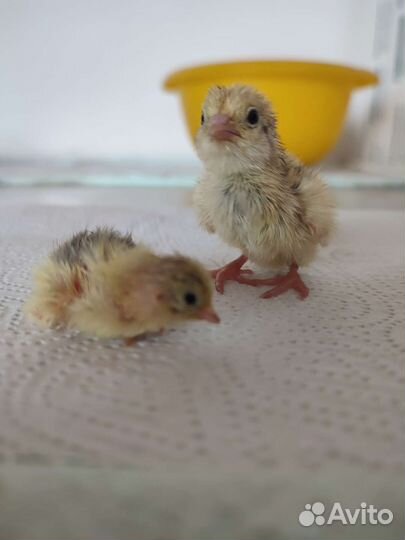 Перепелята суточные