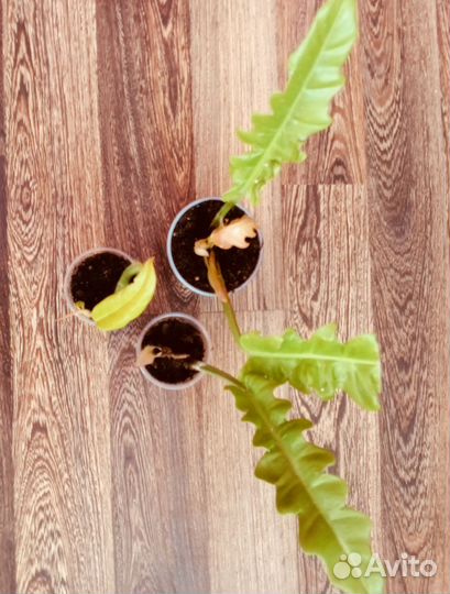 Филодендрон golden crocodile