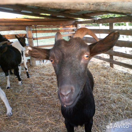 Козы и козлята