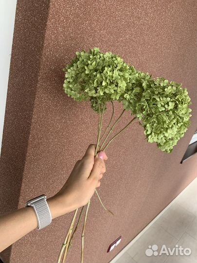 Гортензия сухоцвет