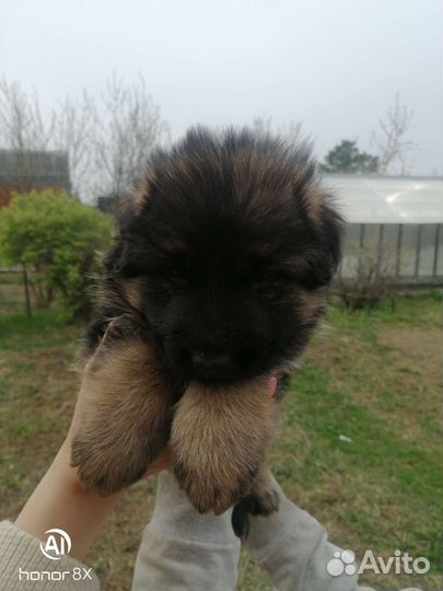 Немецкая овчарка