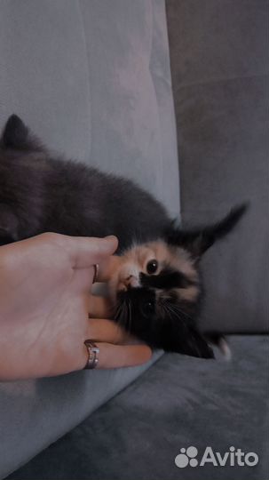 Кошка в дар