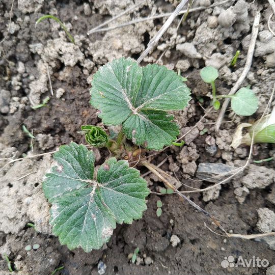 Клубника сорт Елизавета