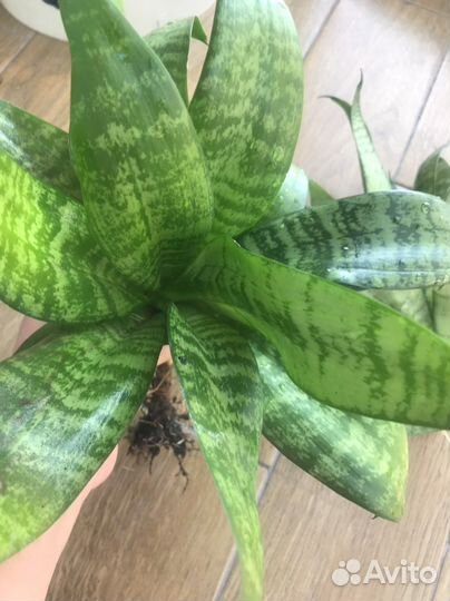 Сансевиерия