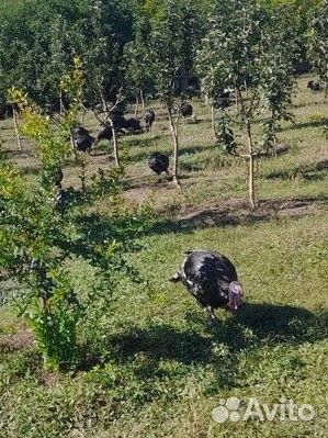 Индюки живым весом