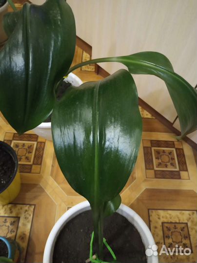 Лилия эухарис