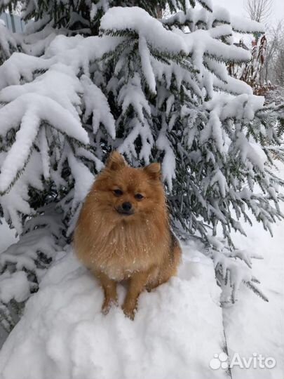 Померанский шпиц мини