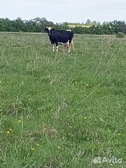 Коровы дойные молочные