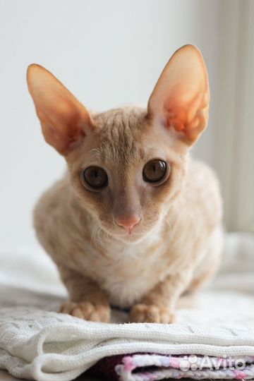 Корниш-рекс