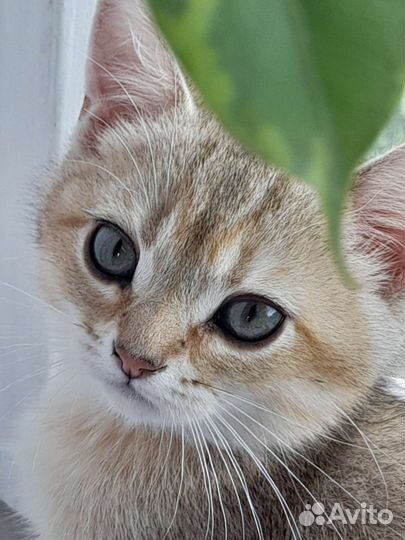 Британские котята