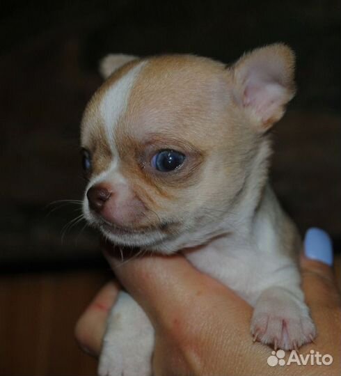 Чихуахуа - мальчик под резерв