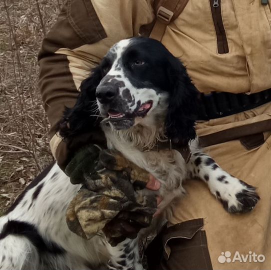 Русский спаниель вязка