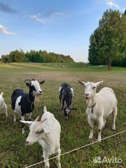 Картофель. Развоз 11.09.23. Продукты питания.Мед