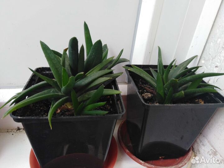 Кактусы и суккуленты