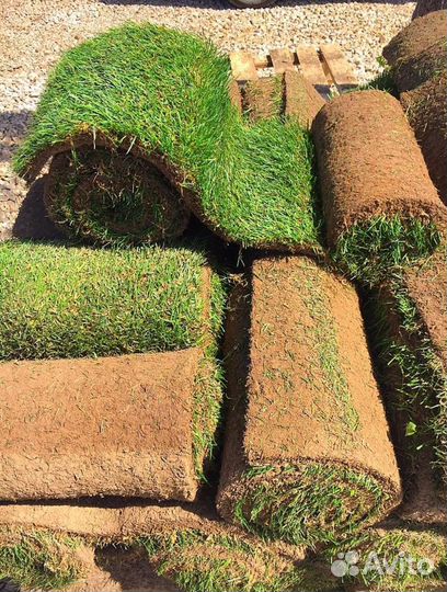 Газон рулонный Стандарт