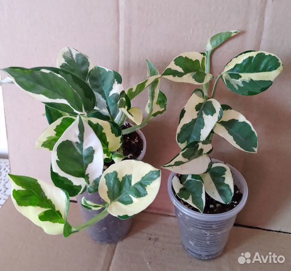 Сциндапсусы (эпипремнумы)