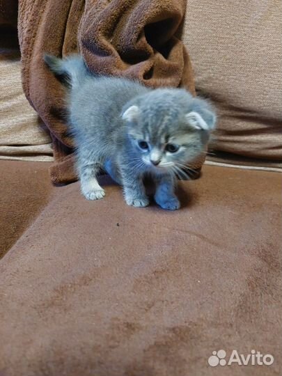 Отдам котят в добрые и надежные руки