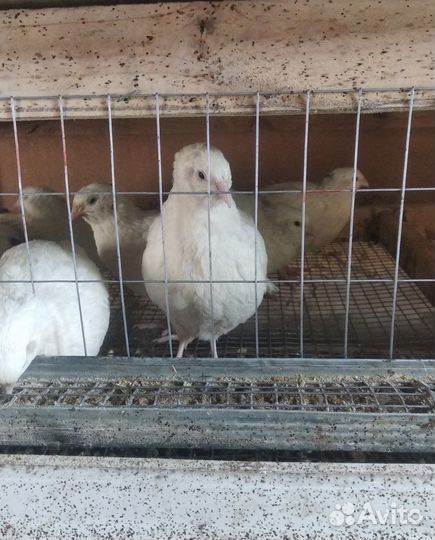 Перепела Белый Гигант