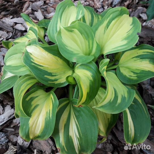 Хоста Эмеральд Чарджер