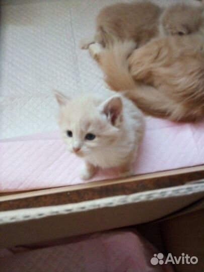 Кошки