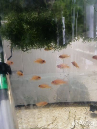 Рыбки цихлиды