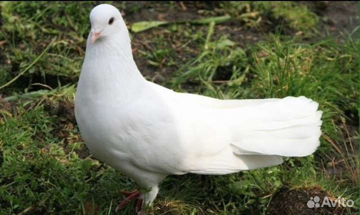 Голуби краснодарские бойные