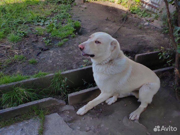 Собака Алабай, зовут Гарик