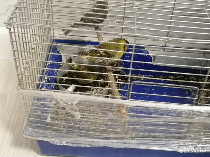 Щегол чечётка чиж