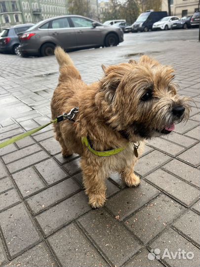 Передержка и выгул собак, няня для собак