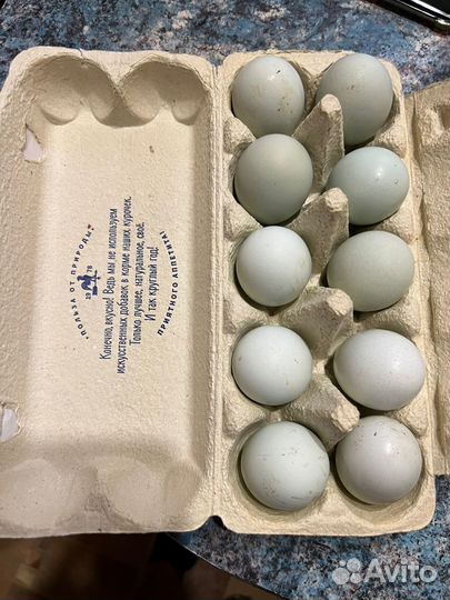 Инкубационное яйцо кур Амераукана