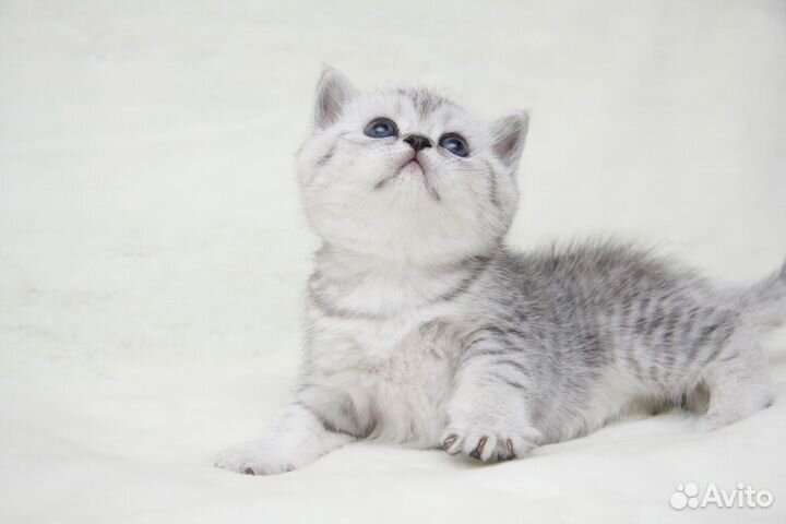 Шотландские котята
