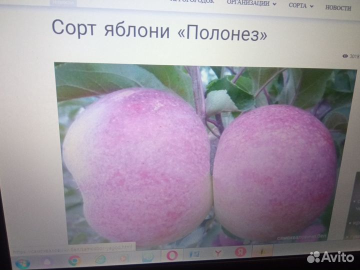 Крапач, полонез, аксамит - яблоня сорта новинки