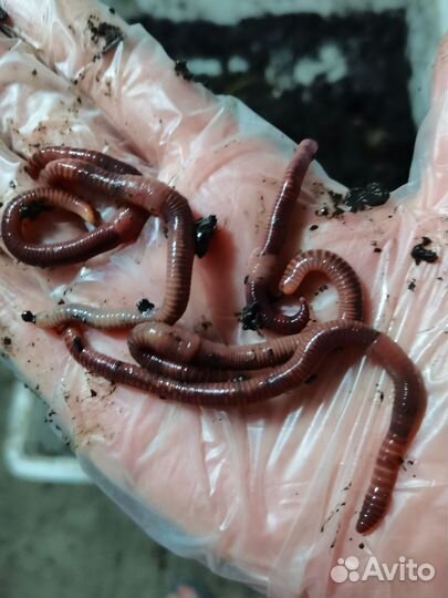 Живой, замороженный дождевой червь