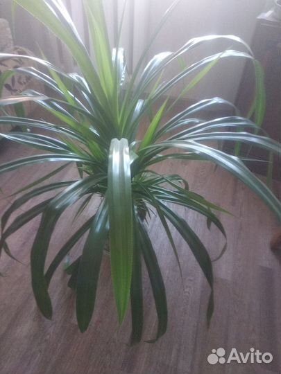 Комнатные растения цветы