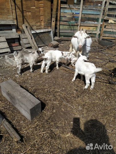 Козы и козлята продажа