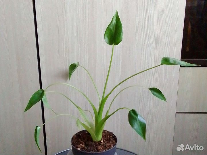 Алоказия Данс