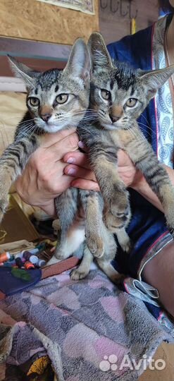 Абиссинская кошка