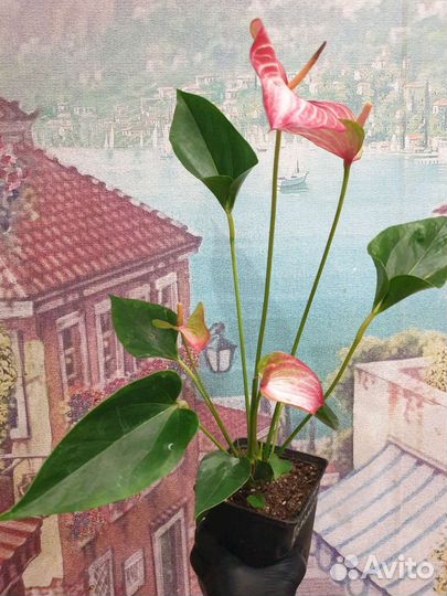 Антуриум ливиум