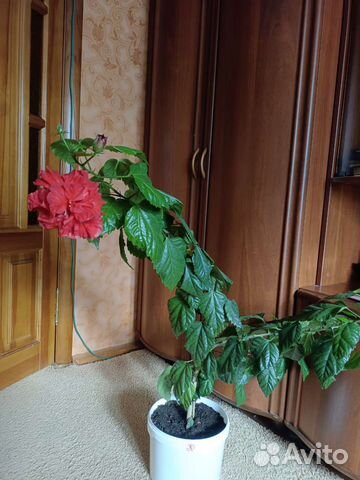 Гибискус китайская роза. долго и обильно цветет