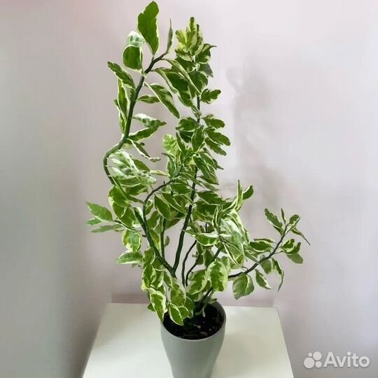 Педилантус