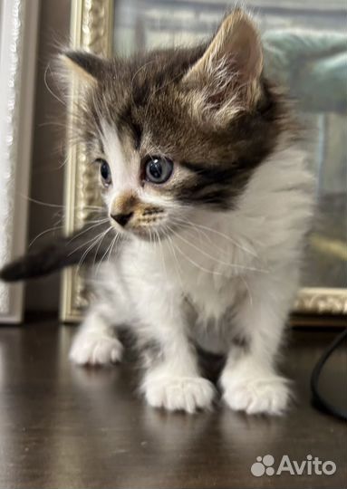 Милые котята в добрые руки