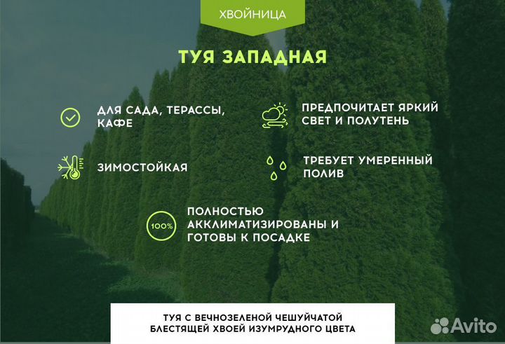 Туи Ростовка большая 4 м