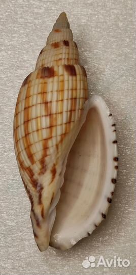 Морская раковина / Callipara kurodai