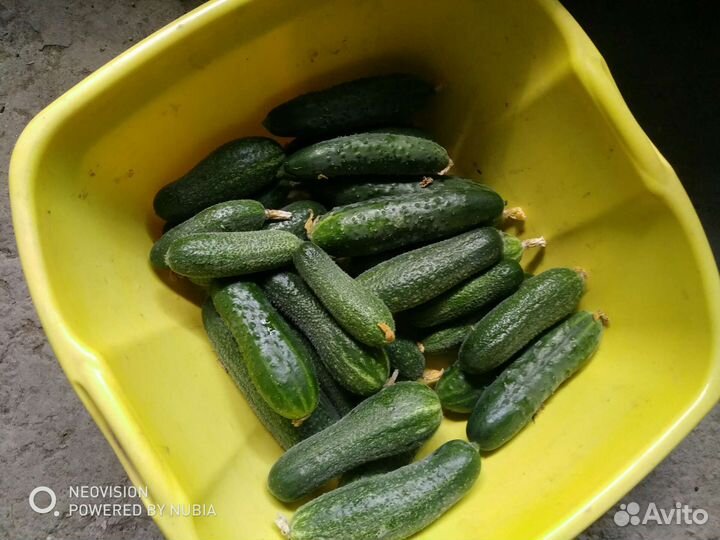 Огурцы домашние