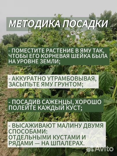 Саженцы Малины сорт Маравилла 100%