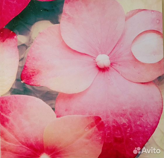 Картина дуплекс Орхидеи