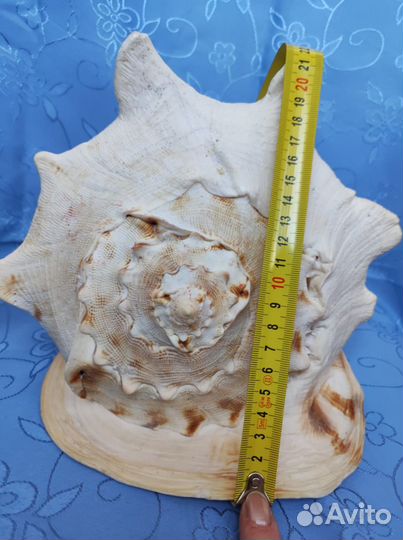 Ракушка морская большая