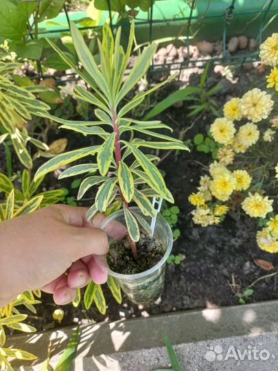 Эуфорбия Ascot Rainbow