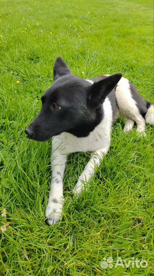 Щенок 10 месяцев хочет домой